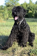 Pettorina universale di vera pelle per Terrier Nero Russo Pettorina universale di vera pelle per Terrier Nero Russo