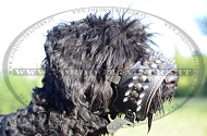 Museruola in cuoio con decorazioni per Terrier Nero Russo Museruola in cuoio con decorazioni per Terrier Nero Russo