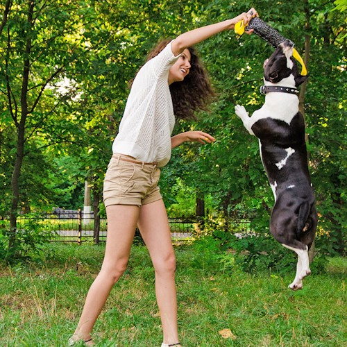 Piccolo salamotto da mordere per giochi con cani e cuccioli