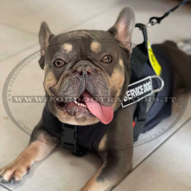 Acquista Pettorina per cani in nylon Gilet morbido per esterni senza  tiratura Pettorina per animali domestici per cani di taglia media Bulldog  francese