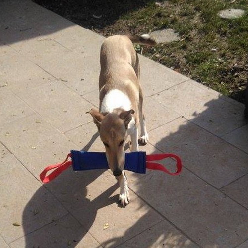 Piccolo slamotto da mordere per cani giovani e cuccioli