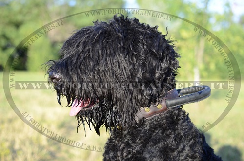 Terrier Nero Russo con collare di cuoio con maniglia