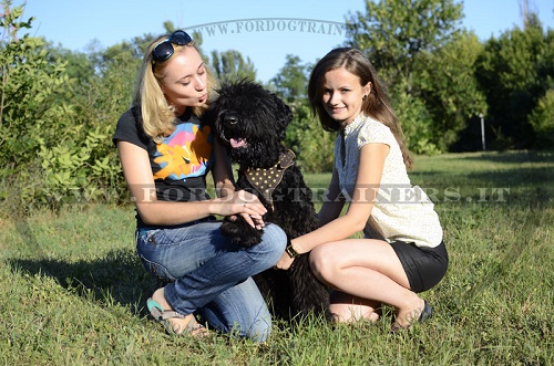 Pettorina comoda e pratica per Terrier Nero Russo