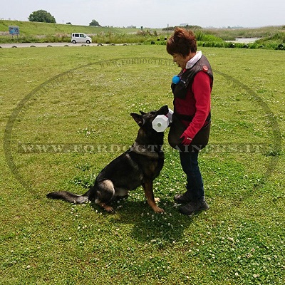 Riportello con laterali bianchi da Schutzhund con cane grande